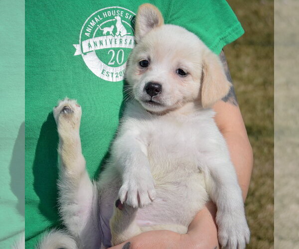 Medium Photo #3 Chihuahua-Unknown Mix Puppy For Sale in Huntley, IL, USA