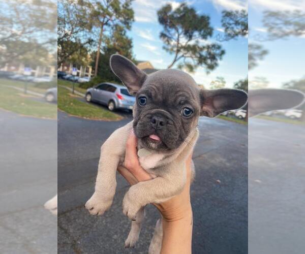 Medium Photo #5 French Bulldog Puppy For Sale in KISSIMMEE, FL, USA