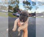 Small Photo #5 French Bulldog Puppy For Sale in KISSIMMEE, FL, USA