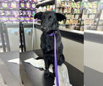 Small #4 Collie-German Shepherd Dog Mix