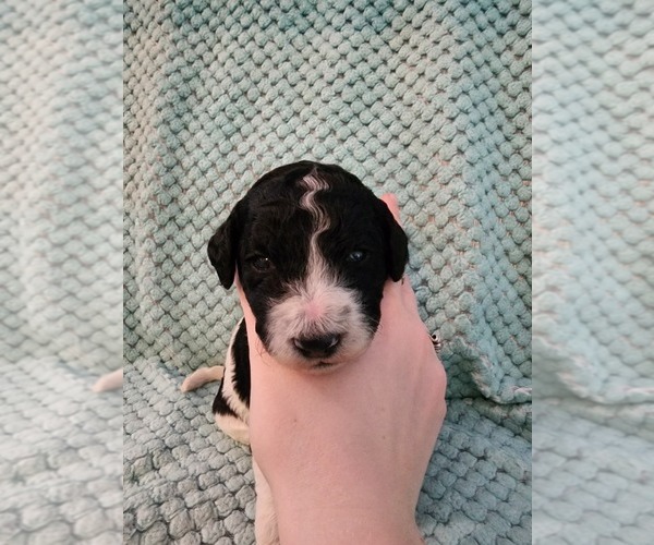 Medium Photo #18 Poodle (Standard) Puppy For Sale in CLAYTON, WA, USA