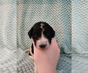 Medium Poodle (Standard)