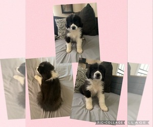 Australian Shepherd-Great Pyrenees Mix Puppy for sale in HESPERIA, CA, USA