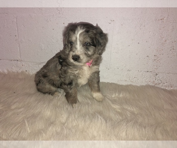 Medium Photo #3 Aussiedoodle Miniature  Puppy For Sale in GOSHEN, IN, USA
