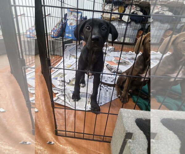 Medium Photo #2 Labrador Retriever-Unknown Mix Puppy For Sale in SHERBURNE, NY, USA