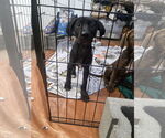 Small #1 Labrador Retriever Mix