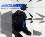 Puppy 8 Goldendoodle (Miniature)