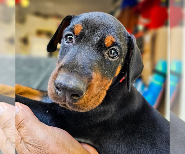 Medium Photo #37 Doberman Pinscher Puppy For Sale in FORT LAUDERDALE, FL, USA