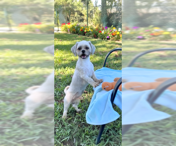 Medium Photo #2 Shih Tzu Puppy For Sale in Weston, FL, USA