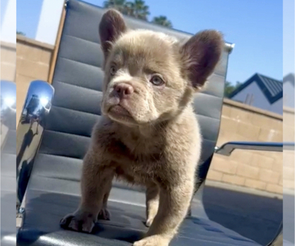 Medium Photo #4 French Bulldog Puppy For Sale in UNIVERSAL CITY, CA, USA