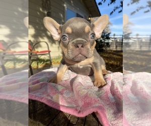 French Bulldog Puppy for sale in HEMET, CA, USA
