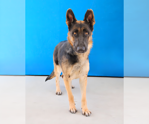Medium Photo #2 German Shepherd Dog Puppy For Sale in Pasadena, CA, USA
