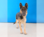 Small #1 German Shepherd Dog