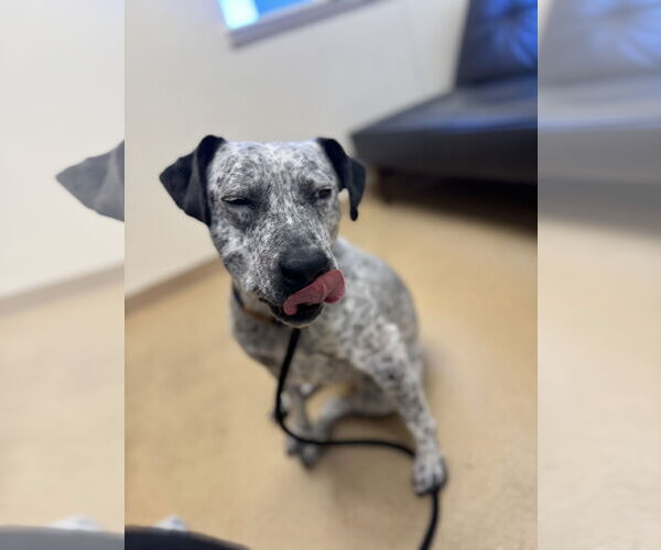 Medium Photo #1 Mutt Puppy For Sale in Las Vegas, NM, USA