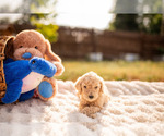 Puppy Lucky Goldendoodle-Poodle (Standard) Mix