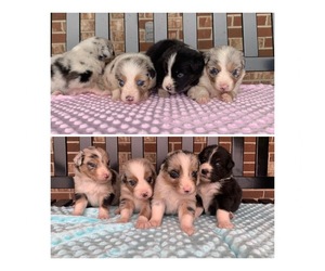 Australian Shepherd Litter for sale in SCOTT CITY, MO, USA