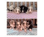 Small Australian Shepherd