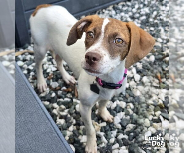 Medium Photo #2 Beagle-Unknown Mix Puppy For Sale in Washington, DC, USA
