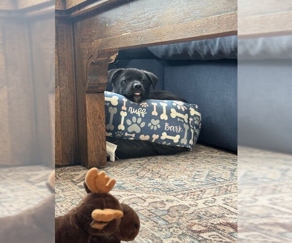 Medium Photo #3 Mutt Puppy For Sale in Plainfield, IL, USA