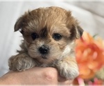 Small #3 Morkie