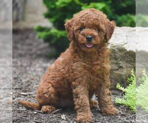 Goldendoodle (Miniature) Puppy for sale in CHRISTIANA, PA, USA