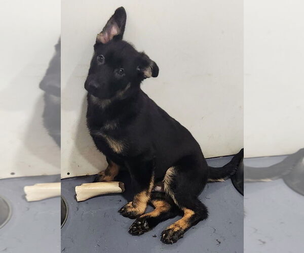 Medium Photo #2 Mutt Puppy For Sale in Walnutport, PA, USA