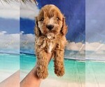 Puppy 4 Cavapoo