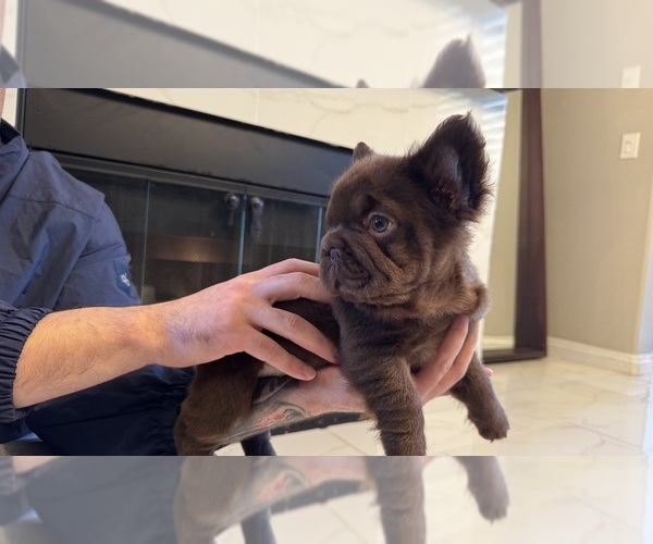 Medium Photo #1 French Bulldog Puppy For Sale in SAN DIEGO, CA, USA