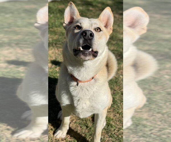 Medium Photo #4 Siberian Husky Puppy For Sale in Great Bend, KS, USA