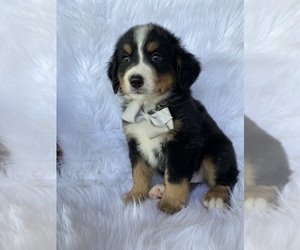 Bernese Mountain Dog Puppy for sale in BEECH GROVE, IN, USA