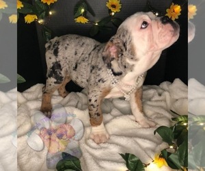 Olde English Bulldogge Puppy for sale in IRMO, SC, USA