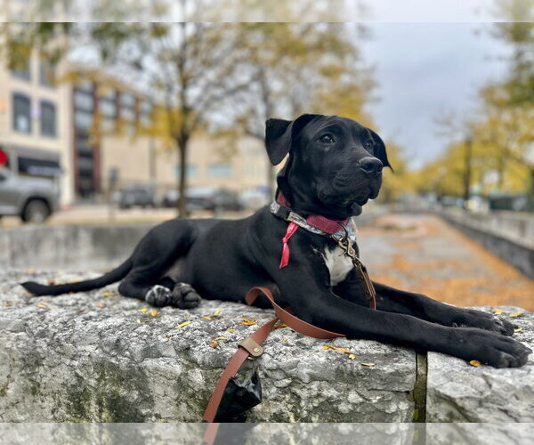 Medium Photo #2 American Pit Bull Terrier-Unknown Mix Puppy For Sale in Germantown, OH, USA