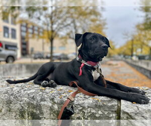 Dollop - Female American Pit Bull Terrier-Unknown Mix Dog for Adoption - Photo #2