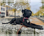 Small Photo #2 American Pit Bull Terrier-Unknown Mix Puppy For Sale in Germantown, OH, USA