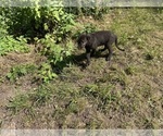 Small #13 Irish Wolfhound