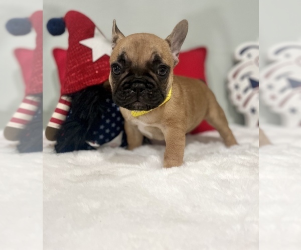 Medium Photo #10 French Bulldog Puppy For Sale in ADELAIDE, WA, USA