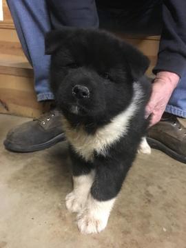 Medium Photo #1 Akita Puppy For Sale in SPRINGFIELD, OH, USA