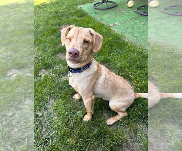 Medium Photo #47 Labrador Retriever-Unknown Mix Puppy For Sale in New York, NY, USA