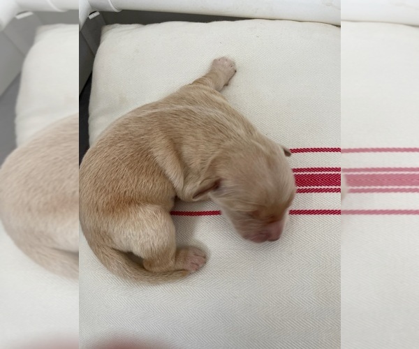 Medium Photo #10 English Cream Golden Retriever Puppy For Sale in COULTERVILLE, CA, USA