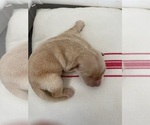 Small #9 English Cream Golden Retriever