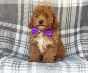 Cavapoo-Poodle (Miniature) Mix Puppy for sale in LAKELAND, FL, USA