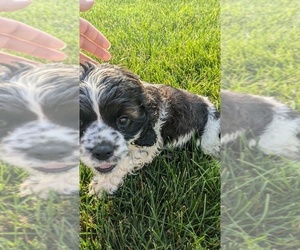 Cocker Spaniel Puppy for sale in GOSHEN, IN, USA