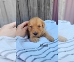 Small Photo #10 Golden Retriever Puppy For Sale in GRIDLEY, KS, USA