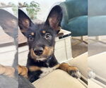Small #2 Australian Kelpie