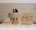 Small Photo #1 Bernese Mountain Dog Puppy For Sale in FAIRMONT, MN, USA
