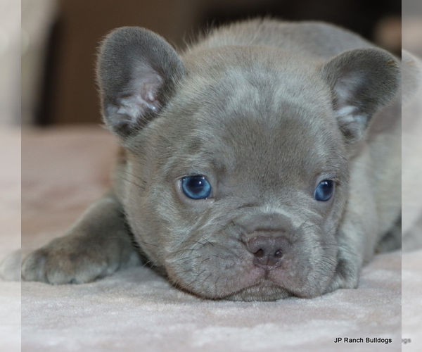 Medium Photo #9 French Bulldog Puppy For Sale in WINNSBORO, TX, USA