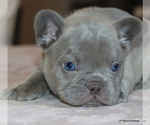 Small #8 French Bulldog