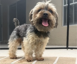 Father of the Yorkshire Terrier puppies born on 02/11/2026
