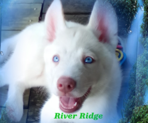 Siberian Husky Puppy for sale in GONZALES, LA, USA