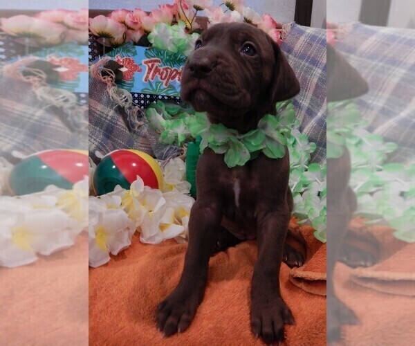 Medium Photo #132 Great Dane Puppy For Sale in SPRAGGS, PA, USA